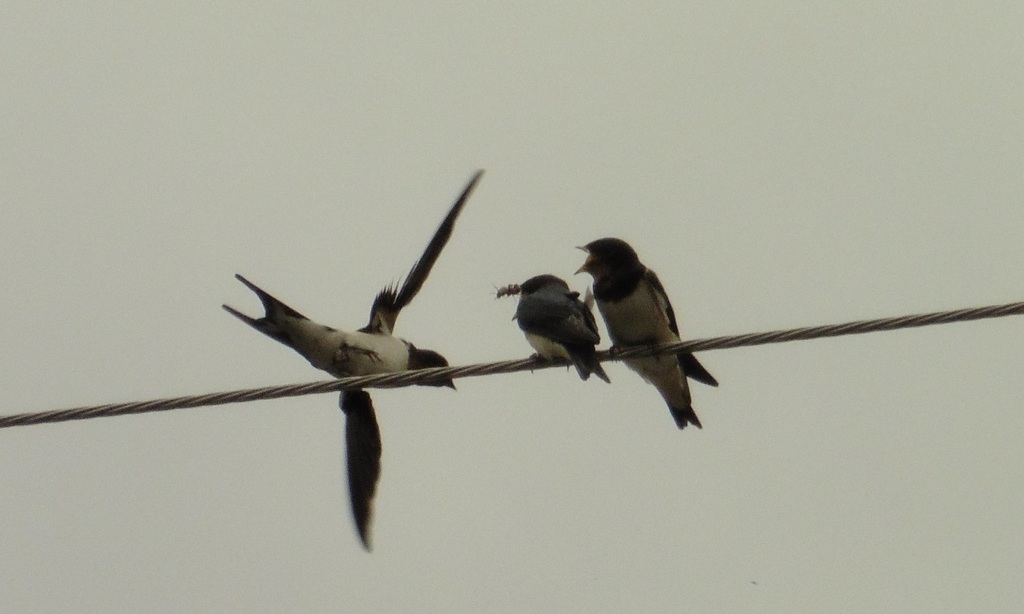 ツバメの餌やり①