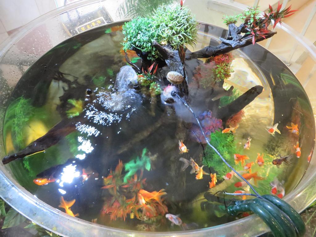 水槽と金魚①