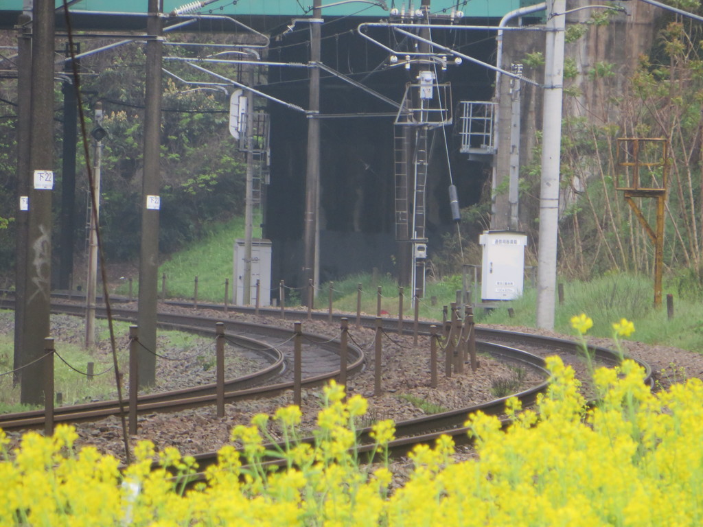 菜の花とレール