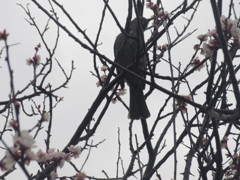 桜の花をついばむヒヨドリ③