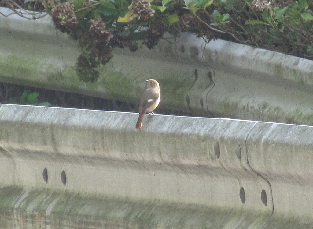 ガードレールの上のジョウビタキ