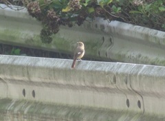 ガードレールの上のジョウビタキ