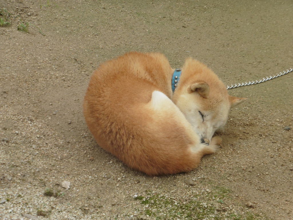 ぐっすり眠るワンちゃん