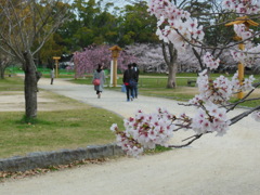 福岡市舞鶴公園の桜　①