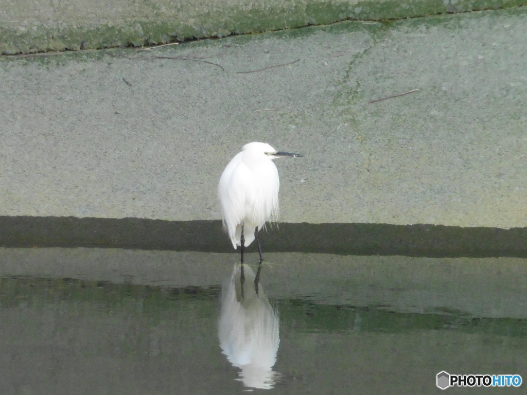 ひっそりたたずむサギ③