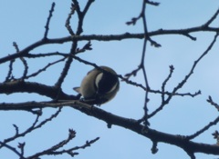 枝の上でえさを突っつくシジュウカラ②