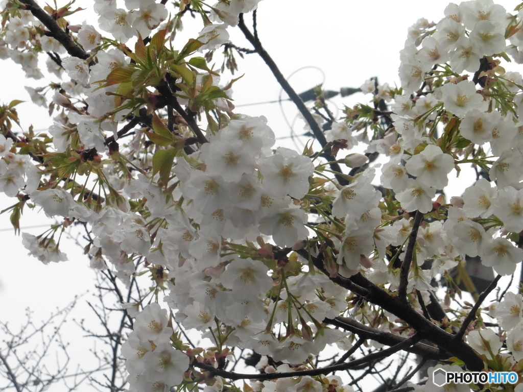 桜の季節①