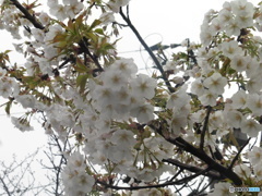 桜の季節①