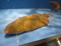 水槽の魚　③