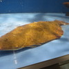 水槽の魚　③