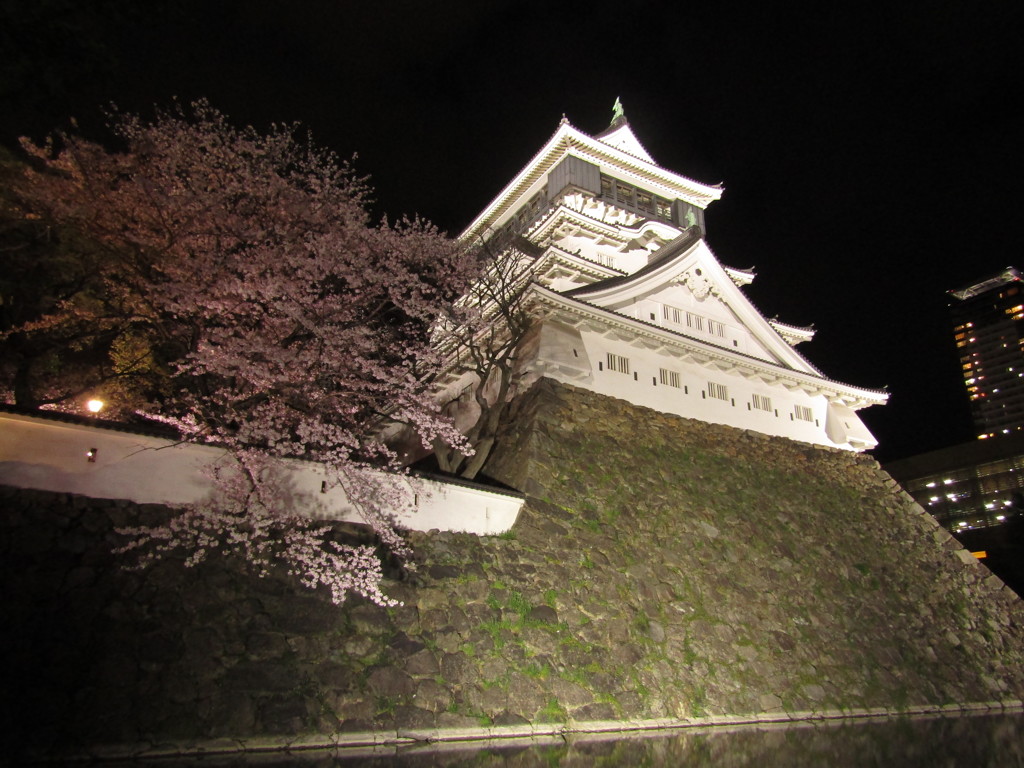 夜の小倉城と桜