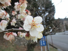 桜の開花　③