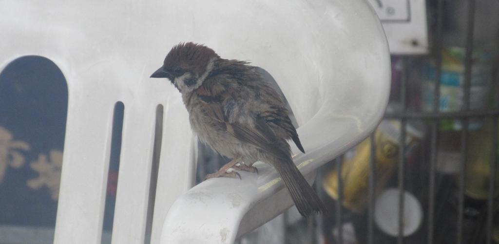 椅子の上のスズメ