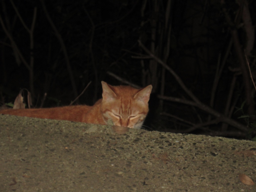 暗闇の中で遭遇した猫ちゃん①