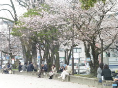 咲き誇る桜④