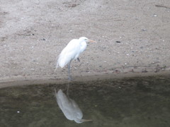 川辺にたたずむサギと水面に映る影