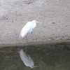 川辺にたたずむサギと水面に映る影