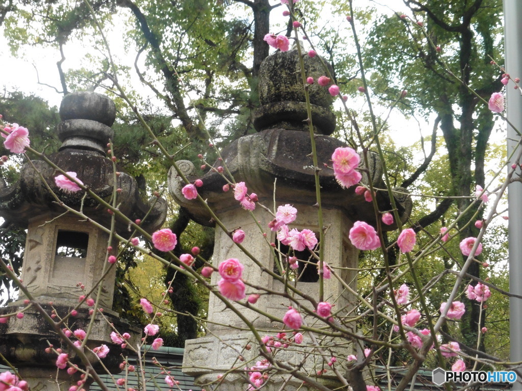 灯篭と梅の花