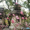 灯篭と梅の花
