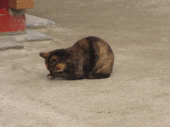 いろいろな素振りの猫ちゃん①