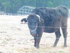 熊本の田舎で放牧されていた牛さん①