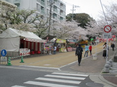 福岡の桜　⑤