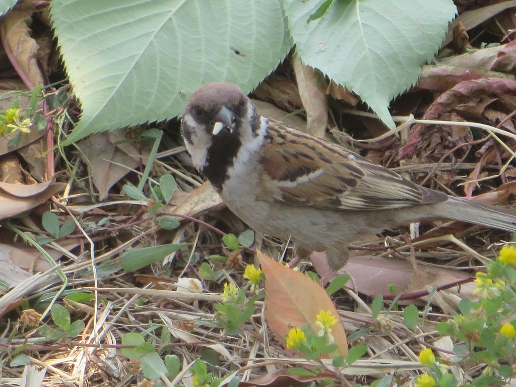 餌をほおばるスズメ②