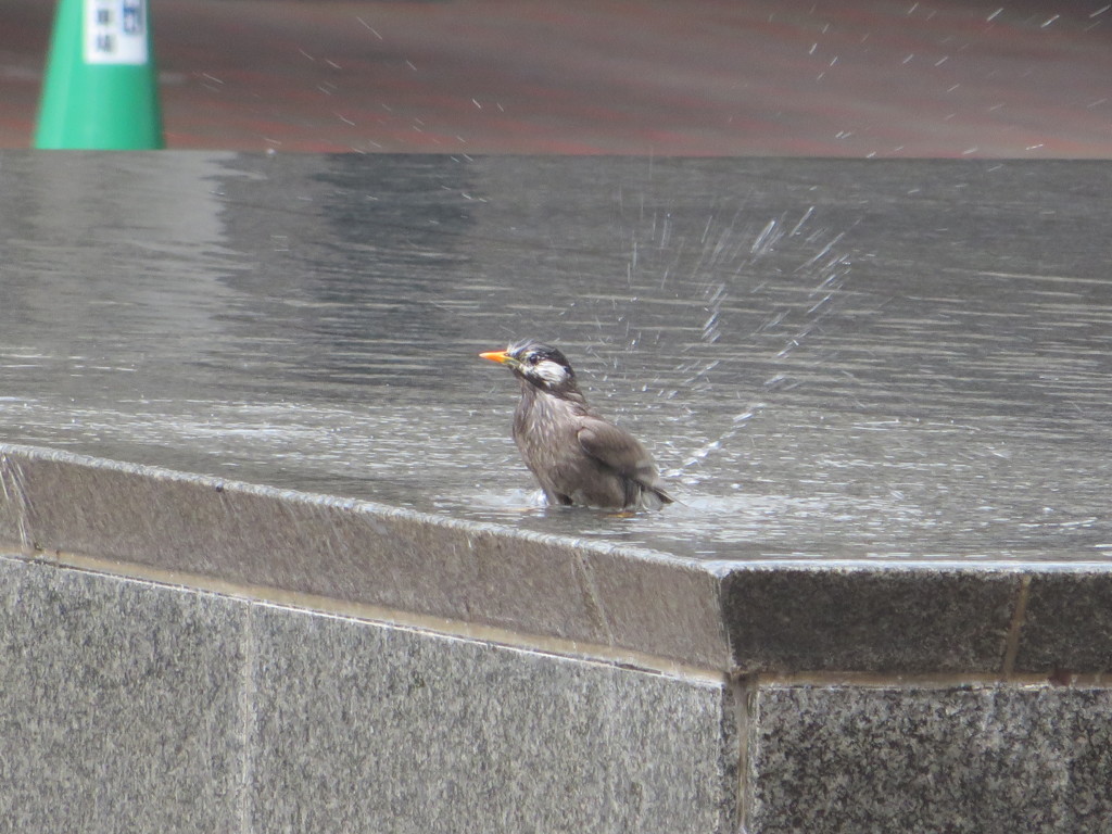 ムクドリの行水