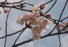 福岡の桜の開花②