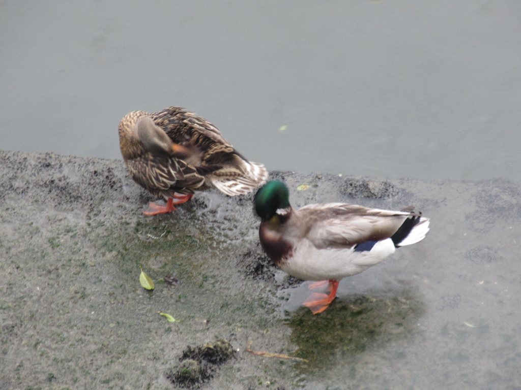 雨の日に2羽のカモが　②