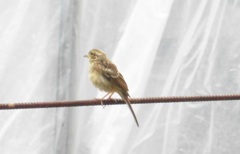 山麓で見かけた鳥③