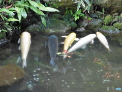 寄り添う鯉の群れ①