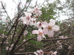 脳古島の桜⑤