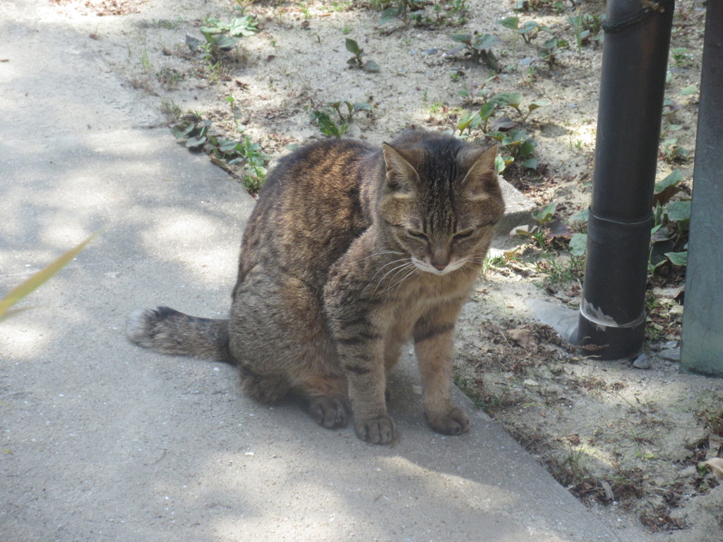 一人孤独な猫ちゃん