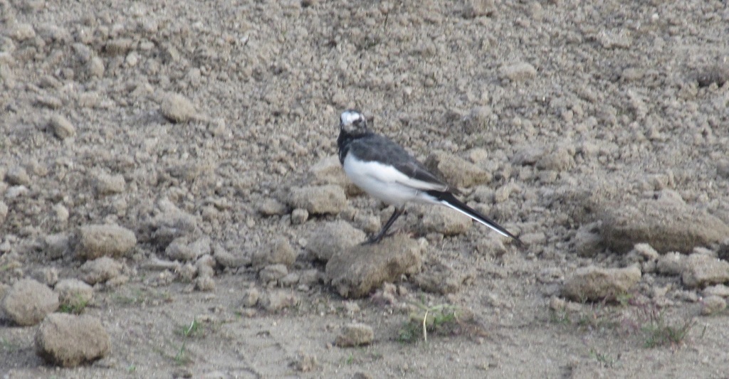 セグロセキレイ②