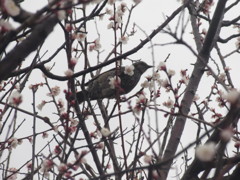 桜の花をついばむヒヨドリ②