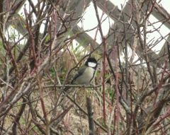 枝の上のシジュウカラ