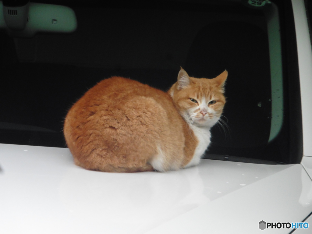 ボンネットの上に乗る猫ちゃん