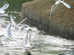 大濠公園にて④