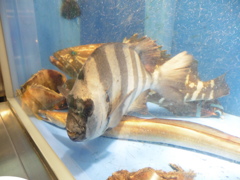 水槽を泳ぐ魚①