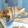 水槽を泳ぐ魚①