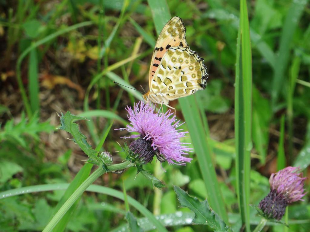 花の上にとまる蝶