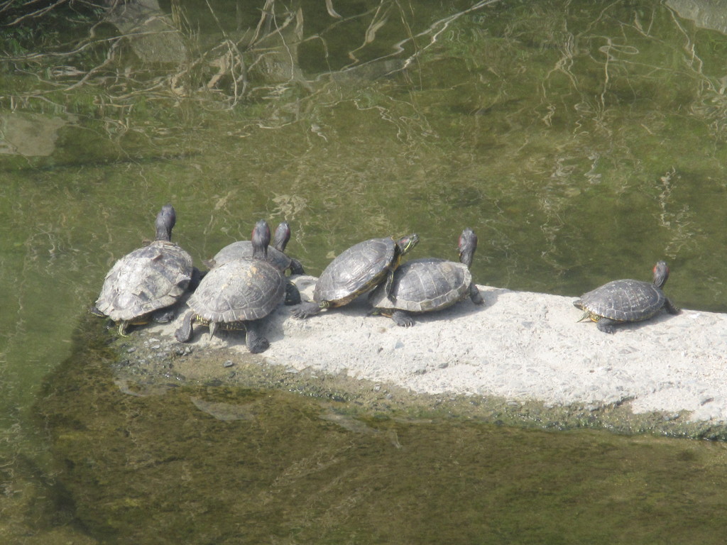 陸に上がる亀たち