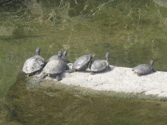 陸に上がる亀たち