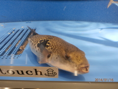 水槽の中で泳ぐ魚①