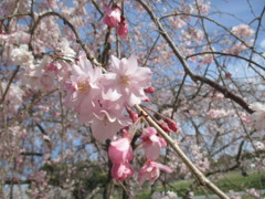福岡の桜　②