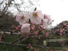 佐賀県内山頂の桜①