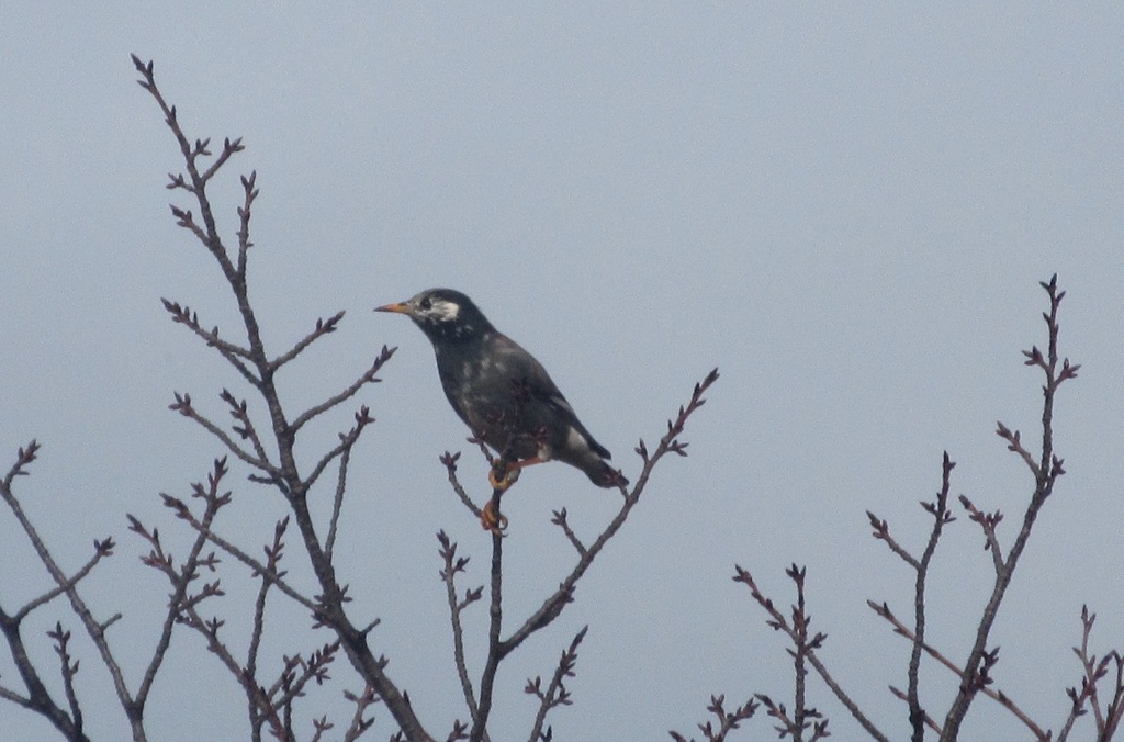 ムクドリの餌探し③
