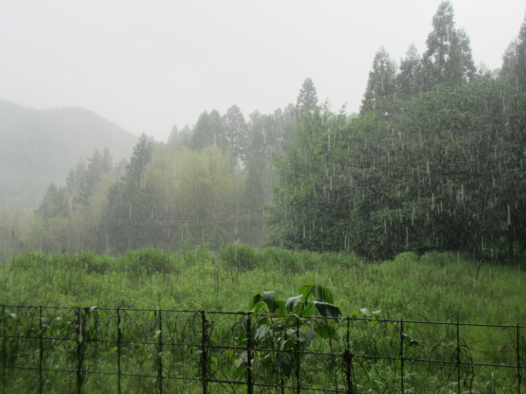 雨の降りしきる山中　