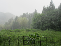 雨の降りしきる山中　